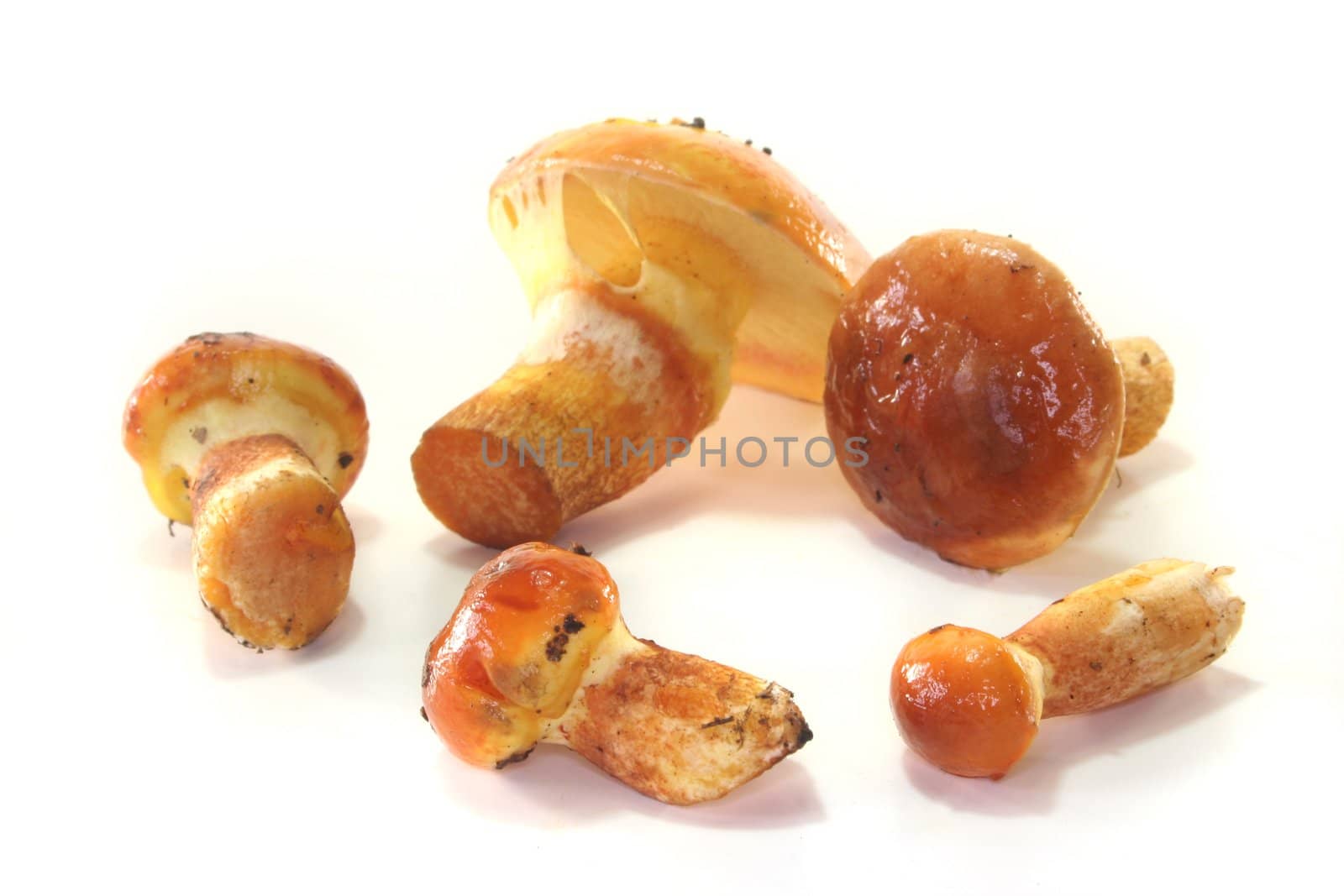 a few bovine bolete on a white background