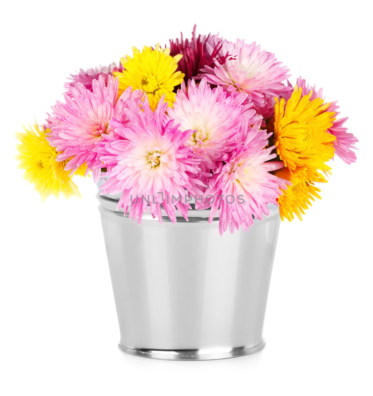 Chrysanthemum in bucket on white background by Bedolaga