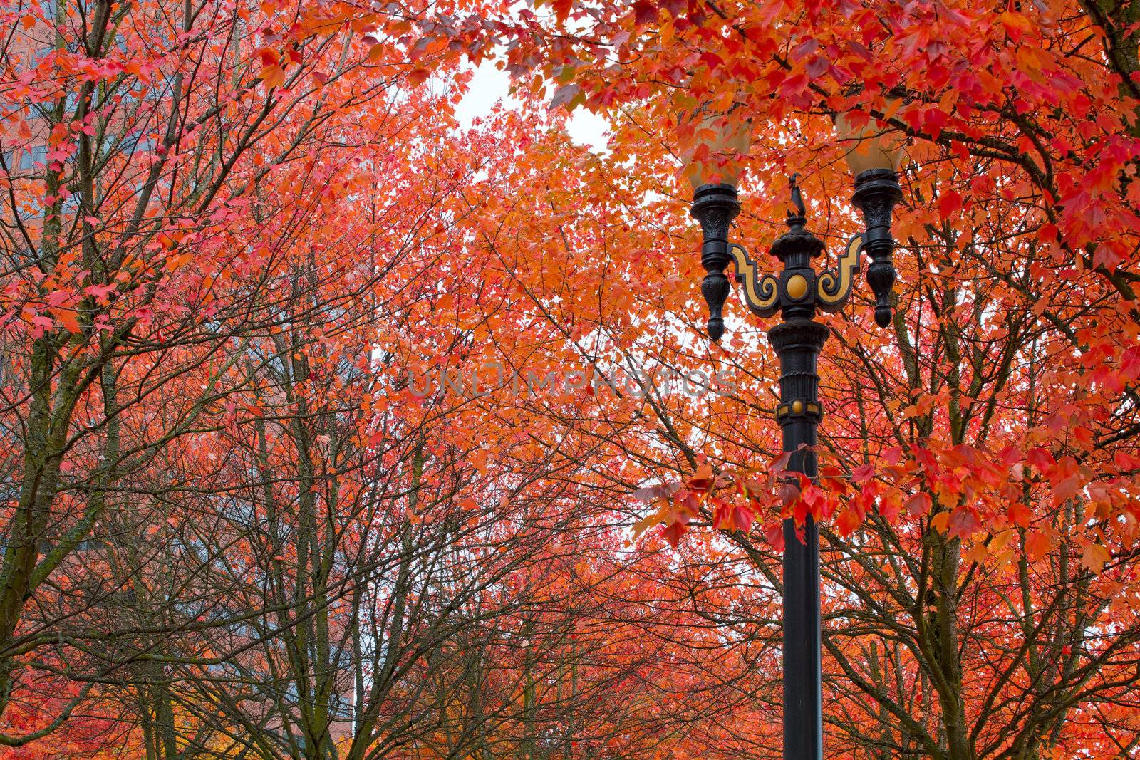 Fall Colors at Portland Oregon Downtown City Park