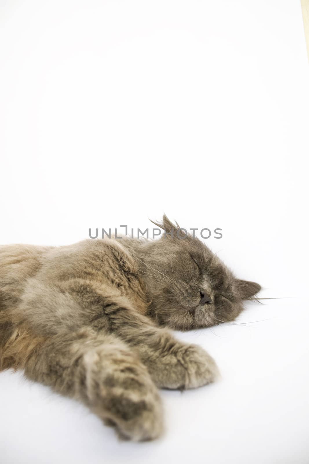 Sleeping cat on white background
