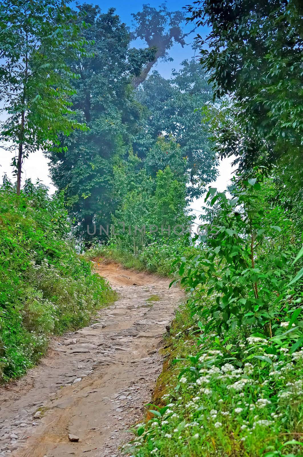 Clay stone road in Jungle,green trees,blue sky,bend of a road