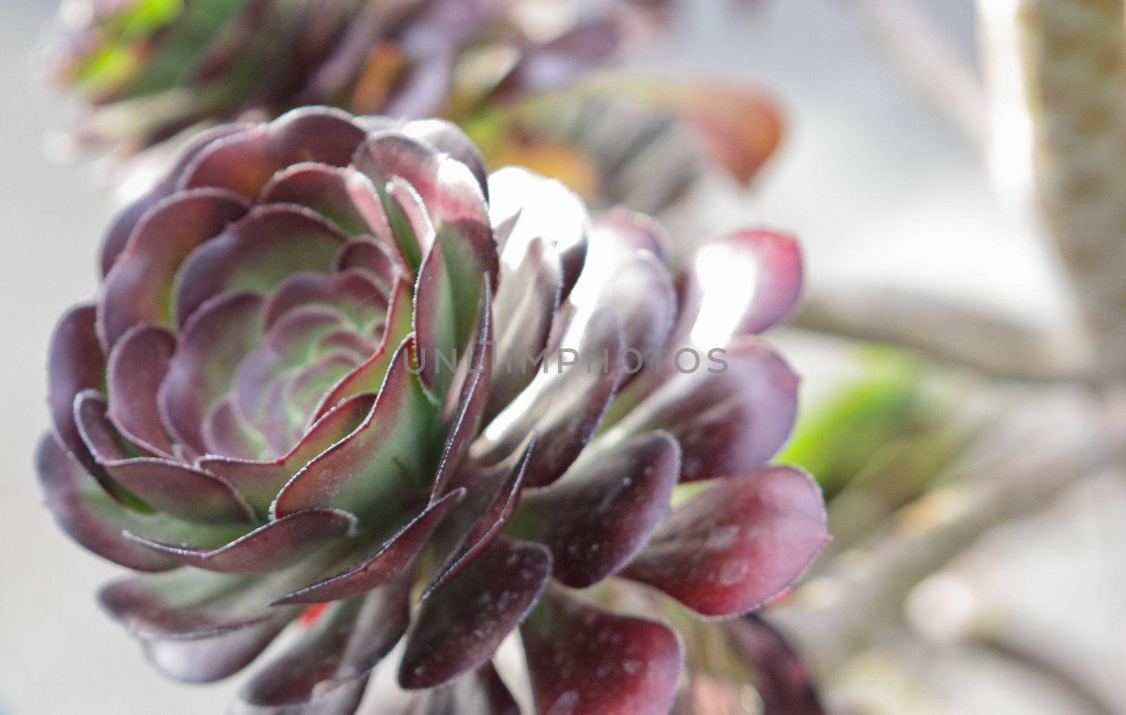 Artichoke plant lit by the sun, with a glowing purple flower on its top, planted in a local garden