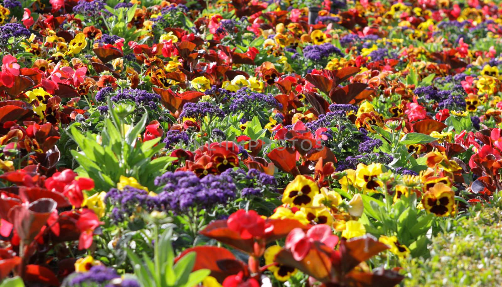 garden with different colors flowers