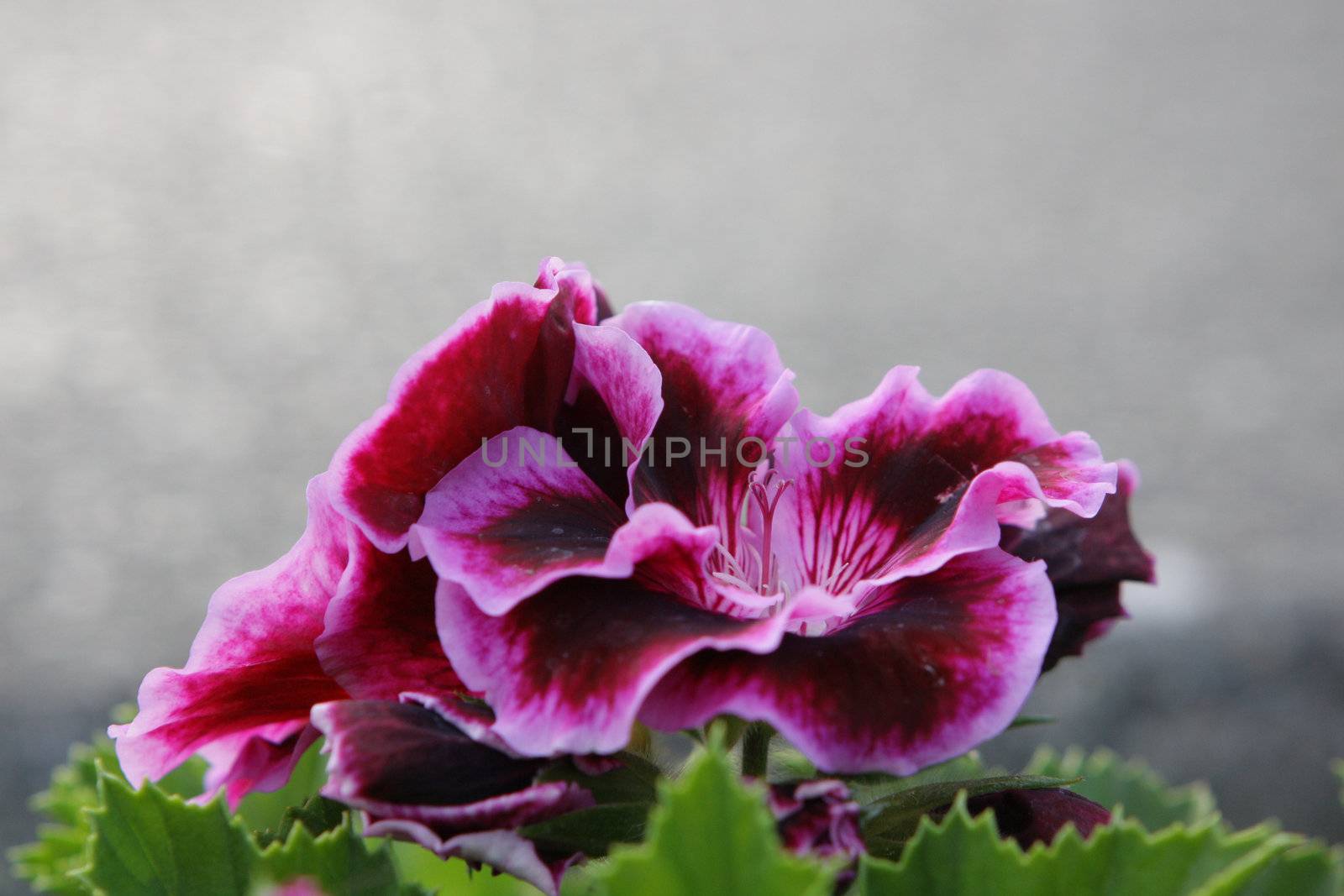 purple flower on grey background