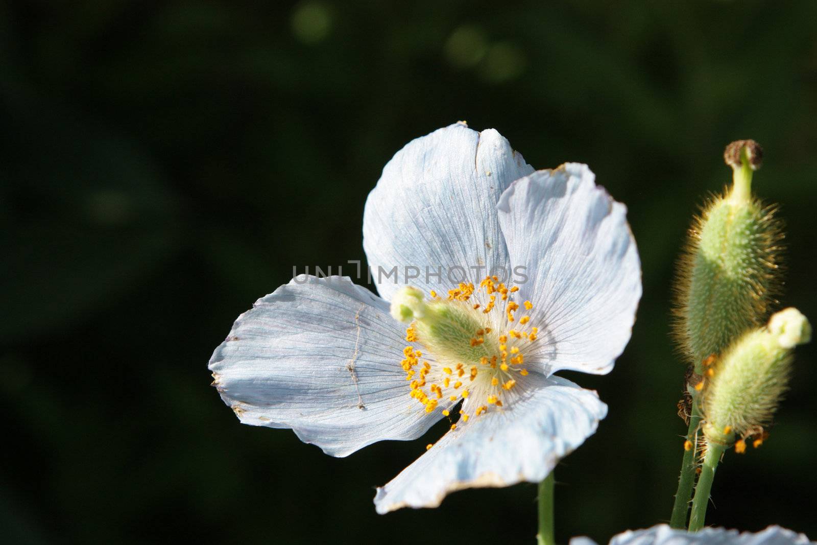 white flower on dark green background