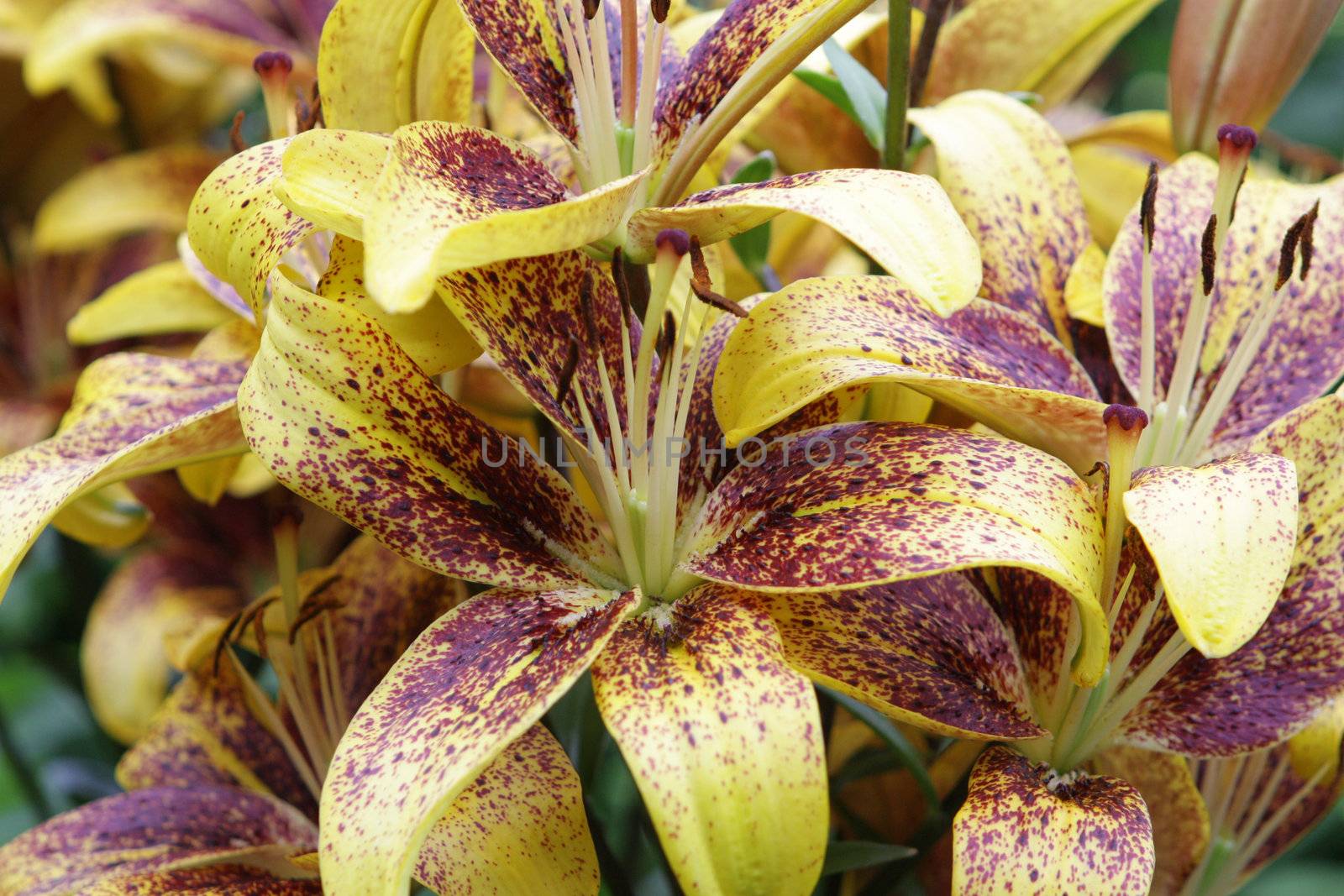 Yellow flower of lily on a green background