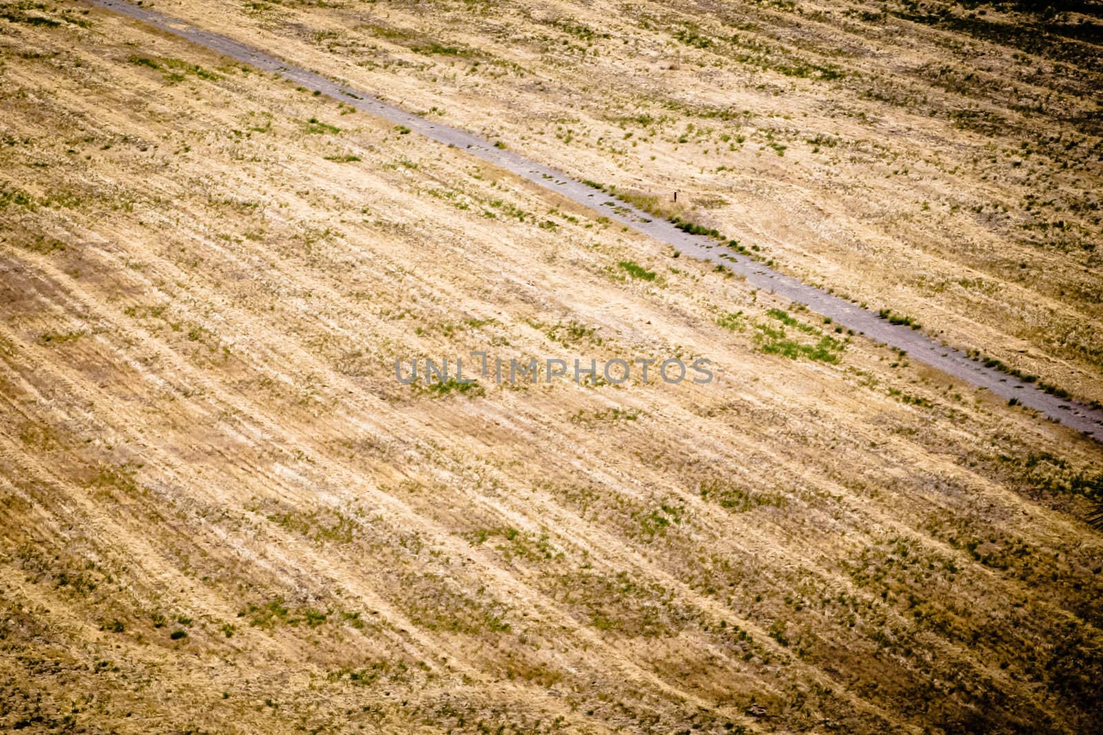 isolated trail path in a yellow field