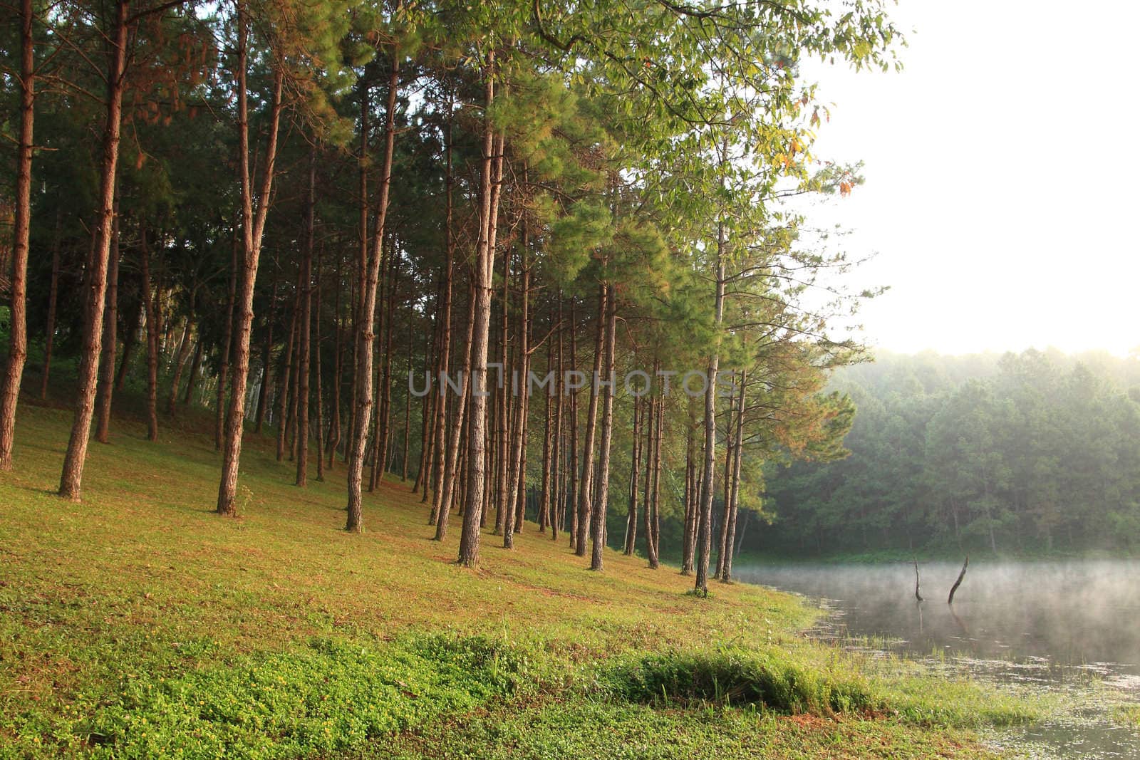 Color forest at Maehongson near Chiang mai, Thailand.