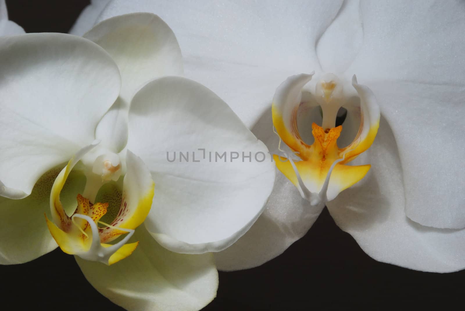 White orchids against a dark background
