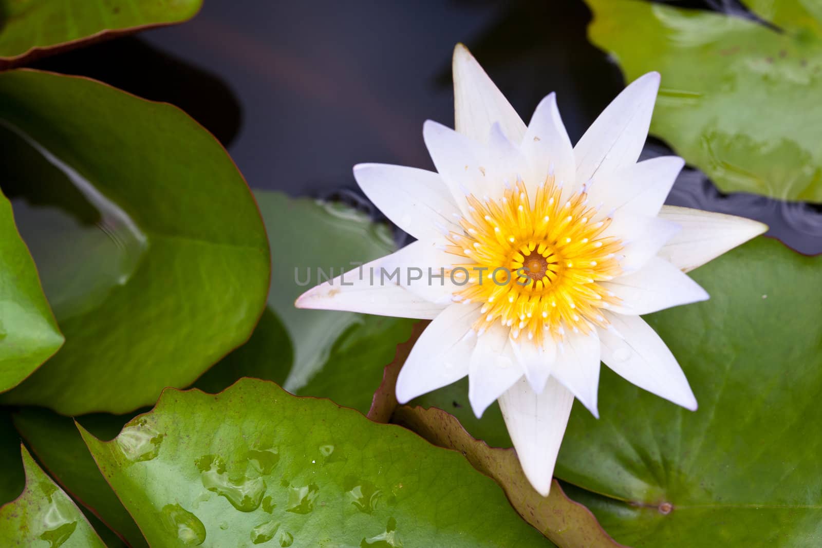 White Lotus in the garden