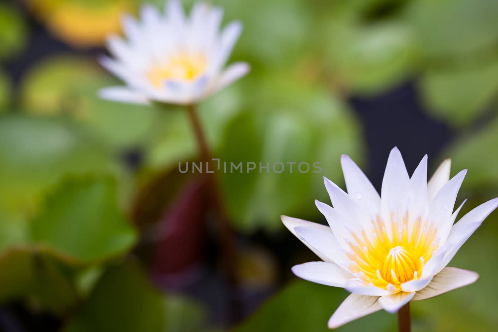 White Lotus in the garden