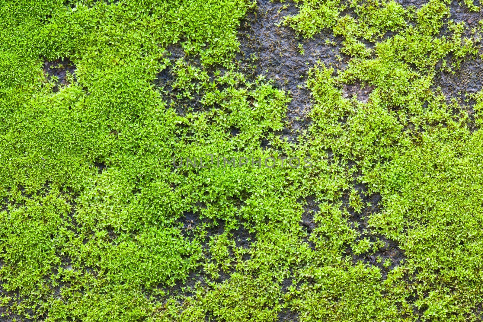 close up on top moss