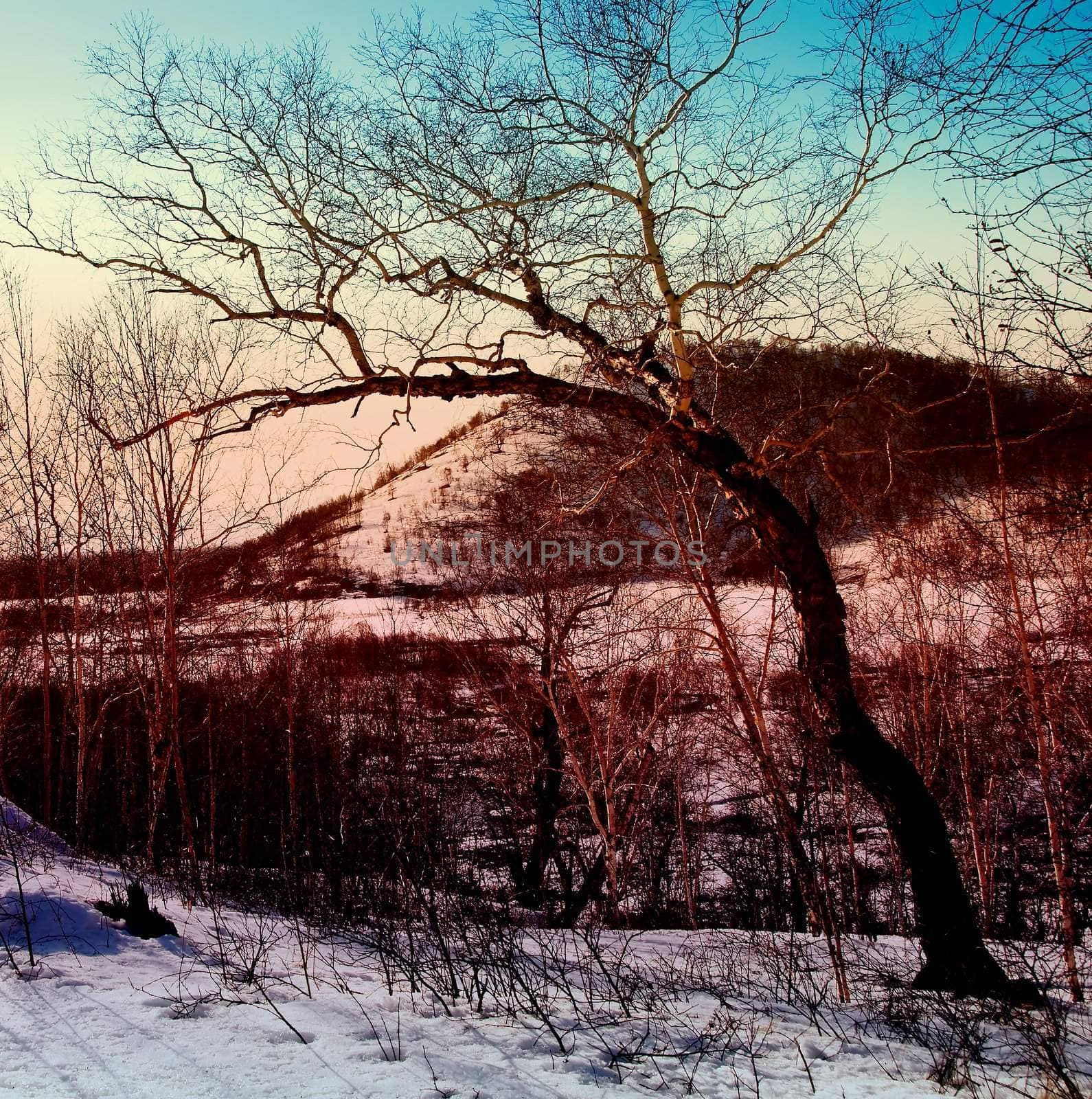 snow winter landscape on Kamchatka in Russia