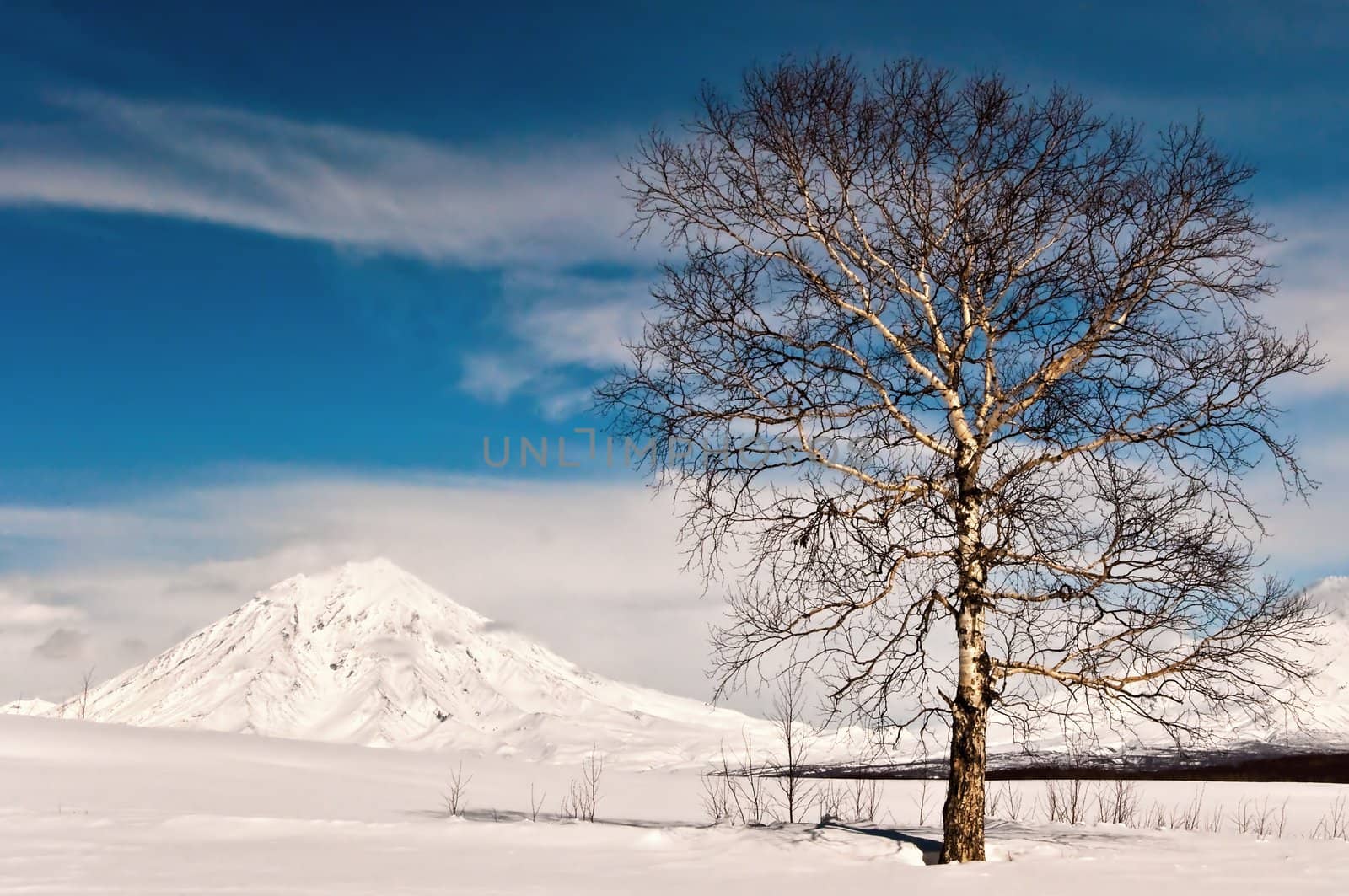 Oak tree in winter cold snow landscape