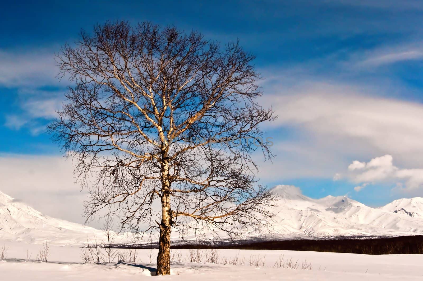 Tree in winter by alena0509