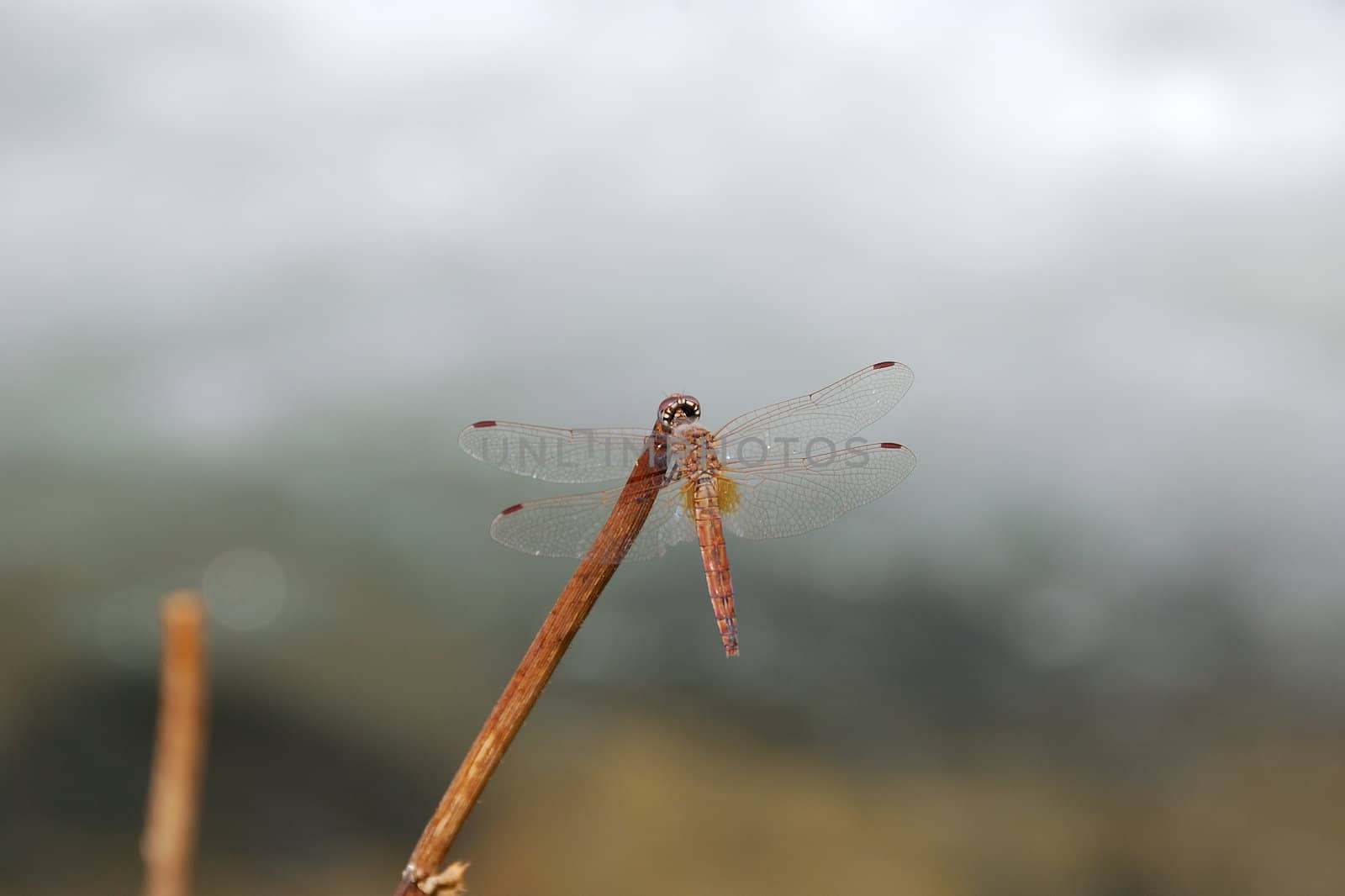A dragonfly sitting on a branch, with its wings spread out. 