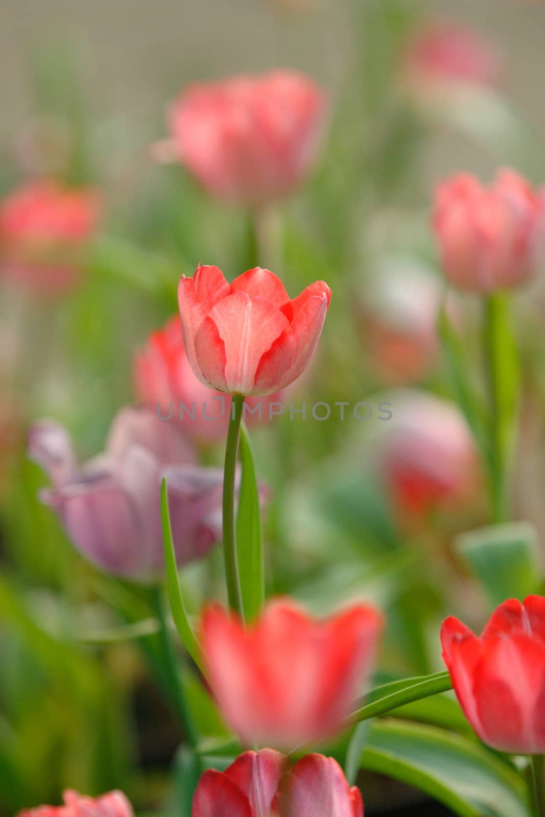 Pink Tulip at garden, Chiangrai, Thailand.