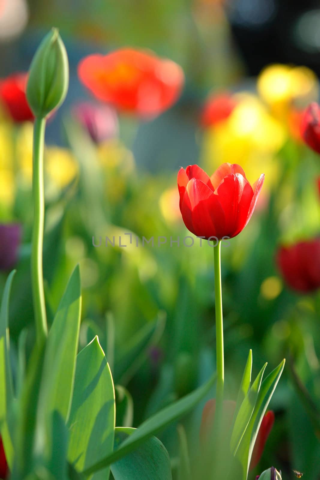 Red Tulip in garden at Chiangrai, Thailand.