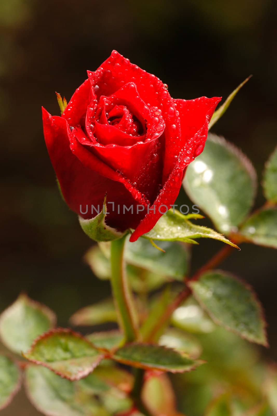 Red Rose in garden at Chiangmai, Thailand.