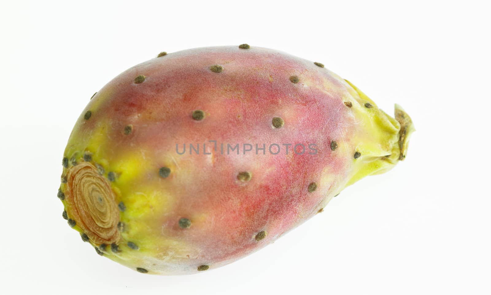 cactus pear by phbcz