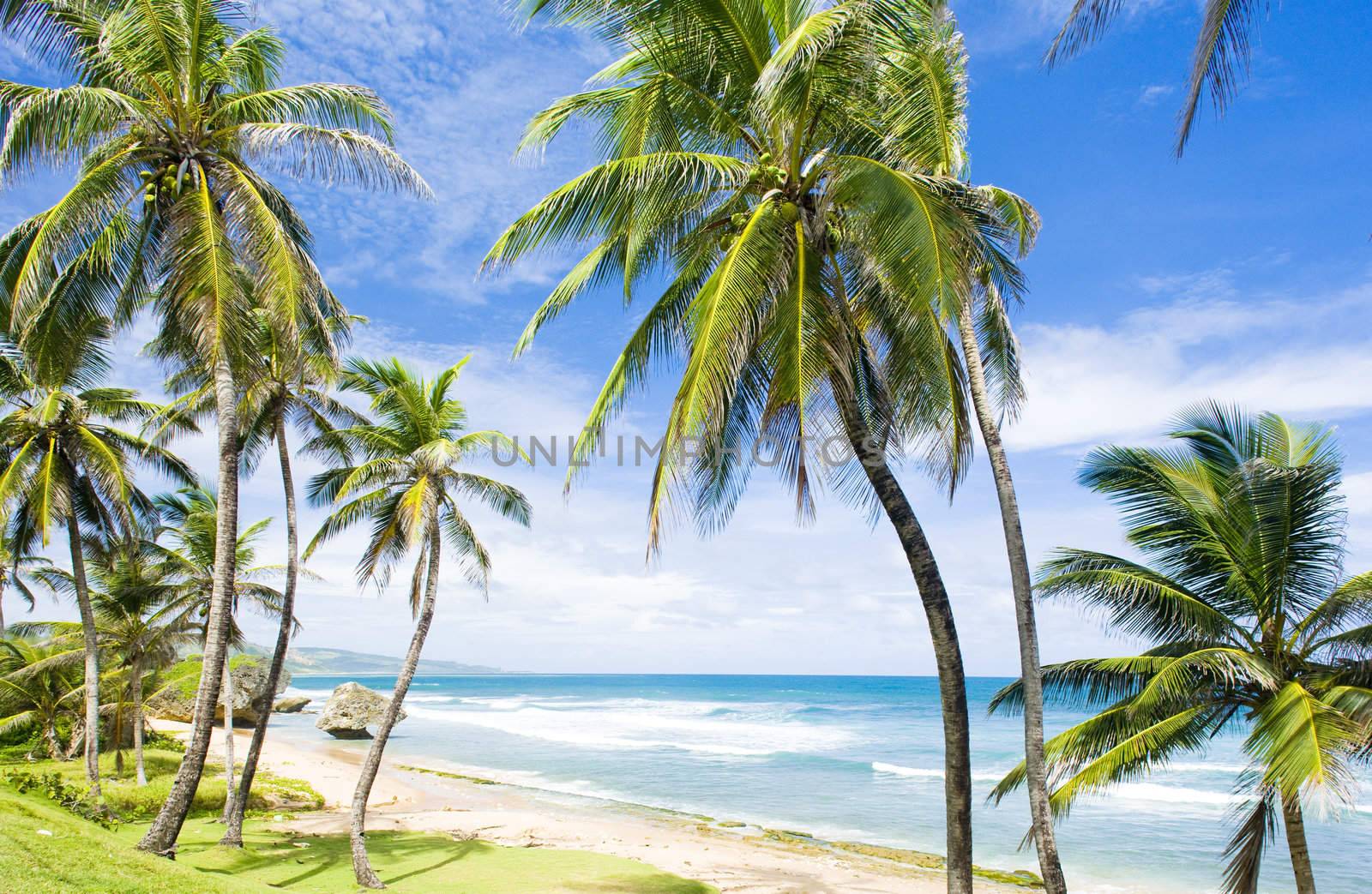 Bathsheba, Eastern coast of Barbados, Caribbean by phbcz