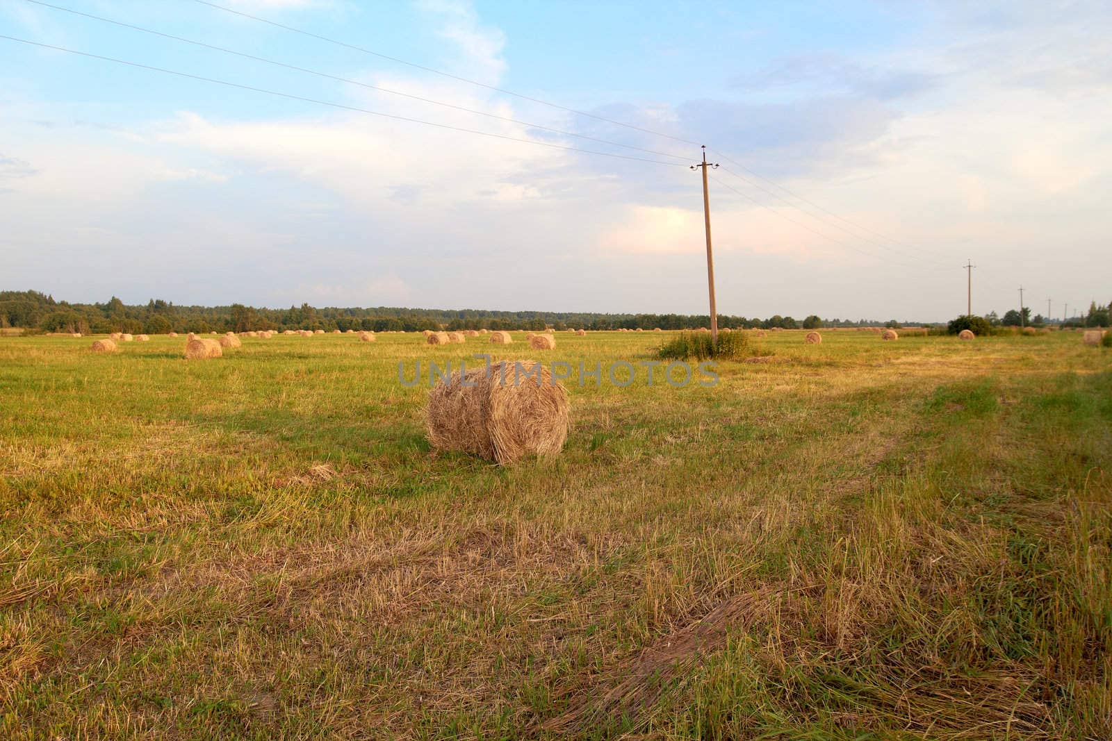 hay bales in a field in a summer evening