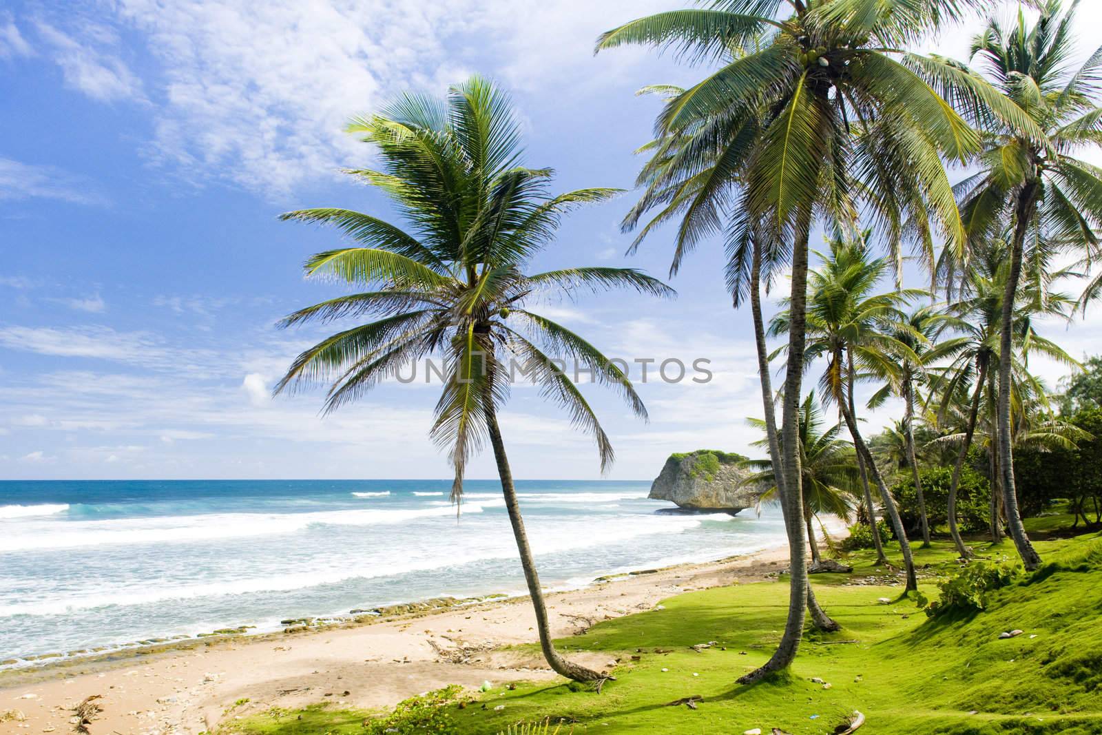 Bathsheba, Eastern coast of Barbados, Caribbean