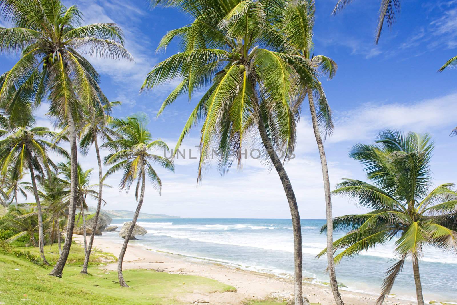 Bathsheba, Eastern coast of Barbados, Caribbean