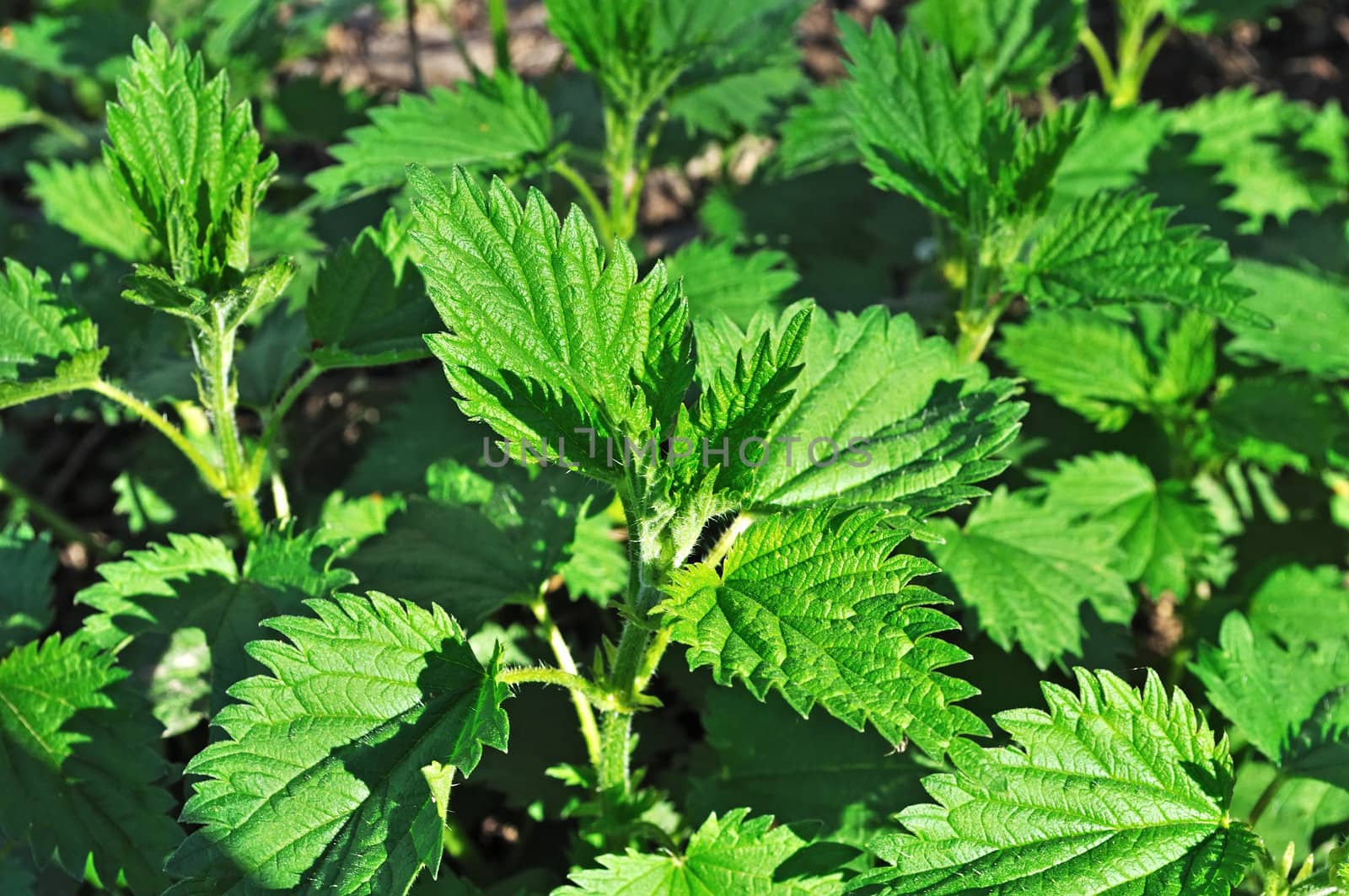 New green nettle leaves, spring time