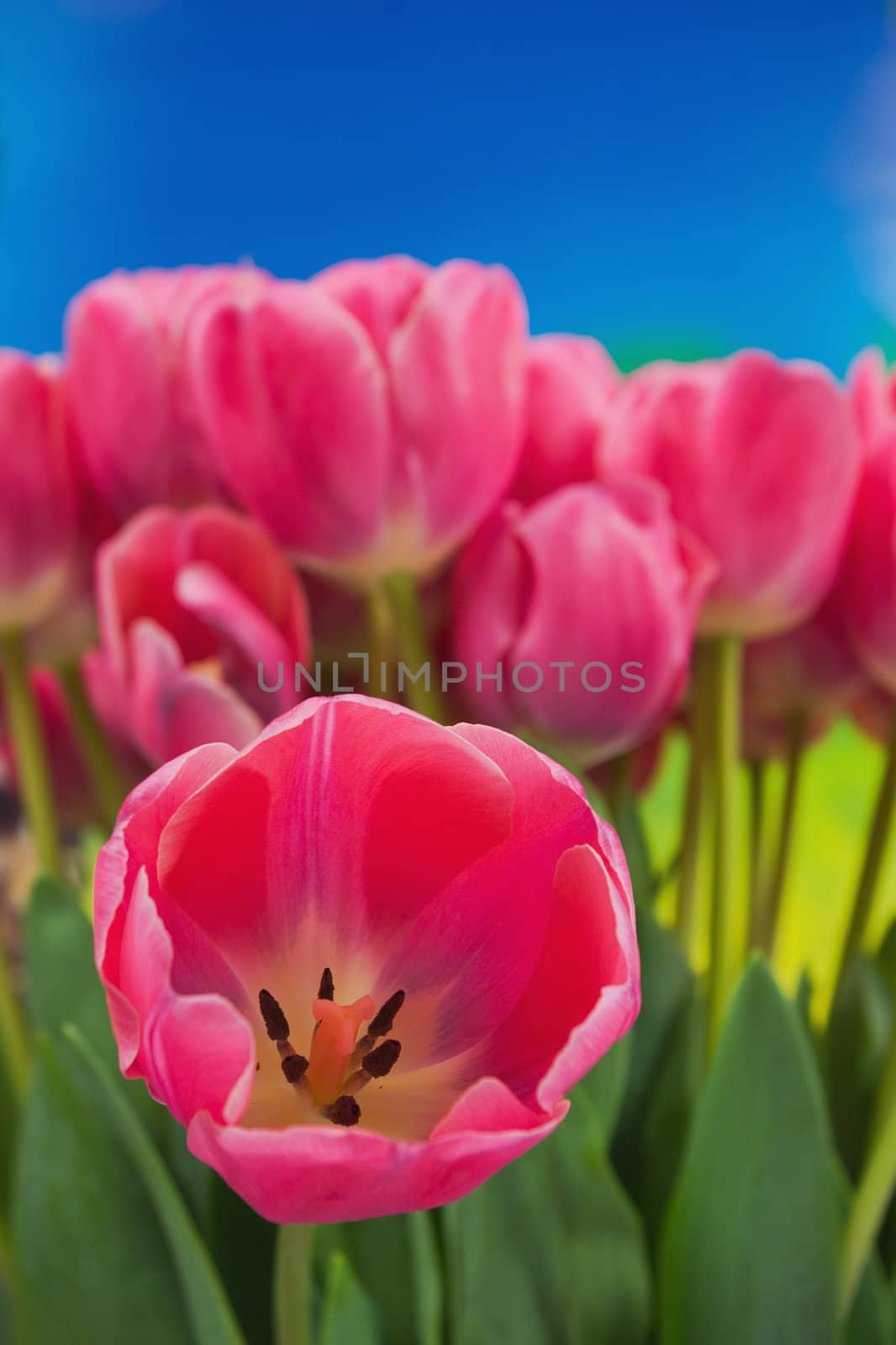 Bouquet of the fresh pink tulips on the blue background 