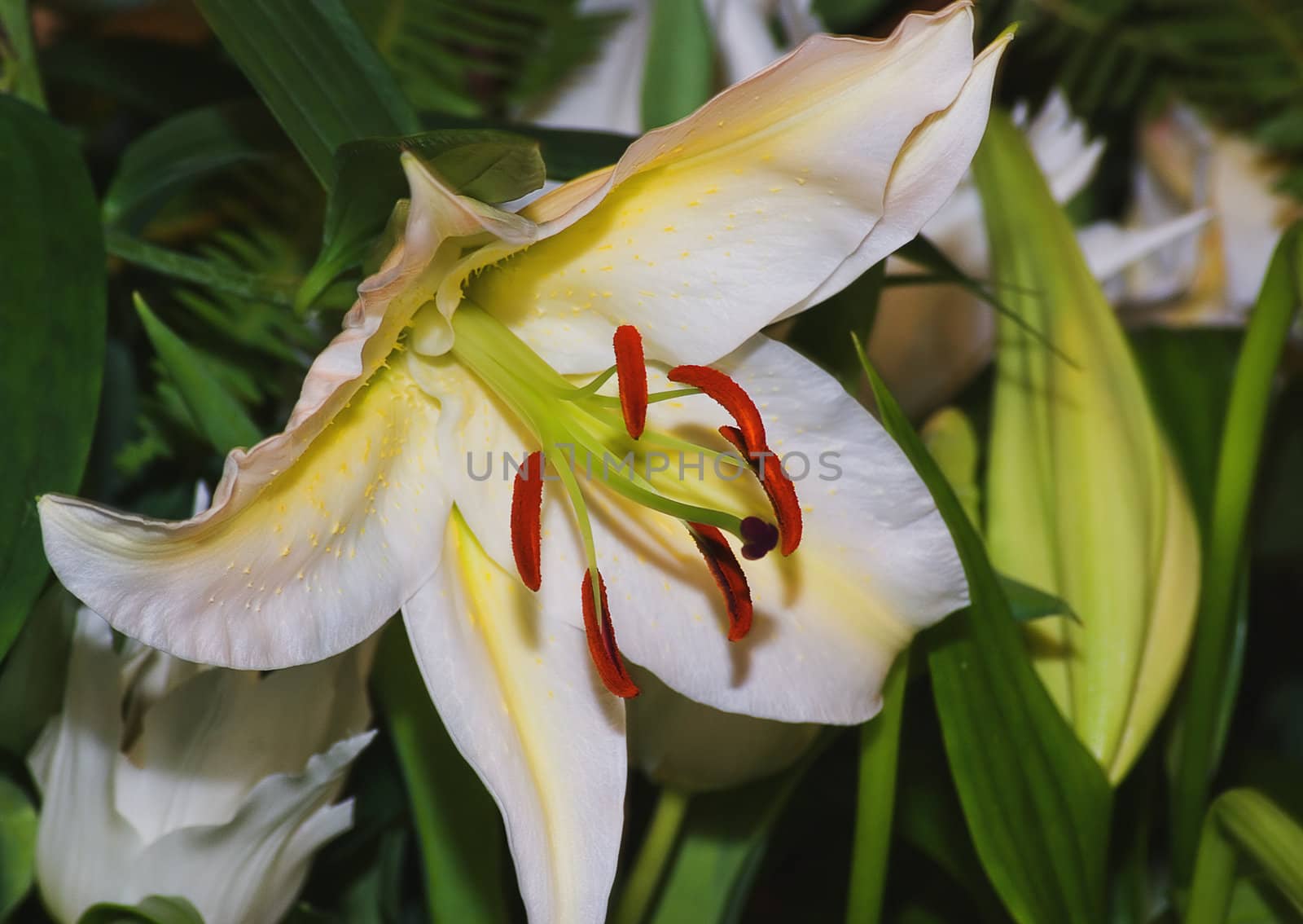 Large white bloom in a large lily bouquet