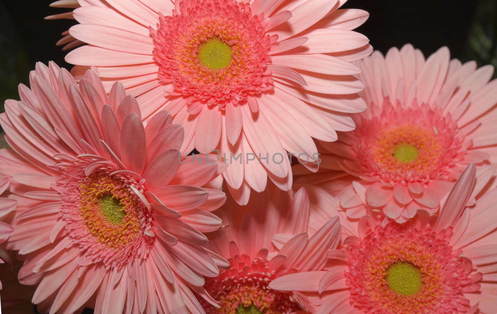 Beautiful magenta chrysanthemum flower