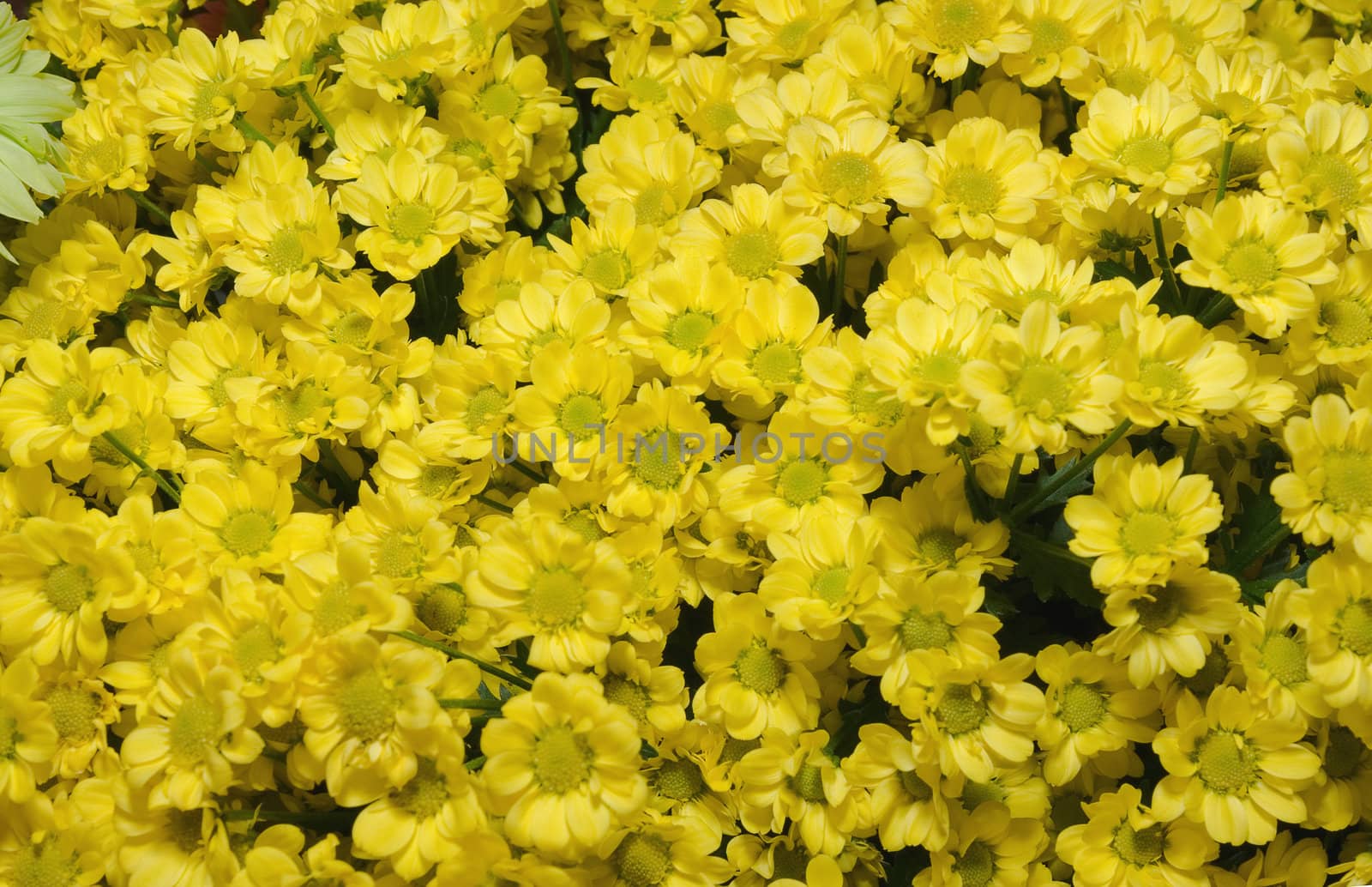 Beautiful yellow chrysanthemum flower