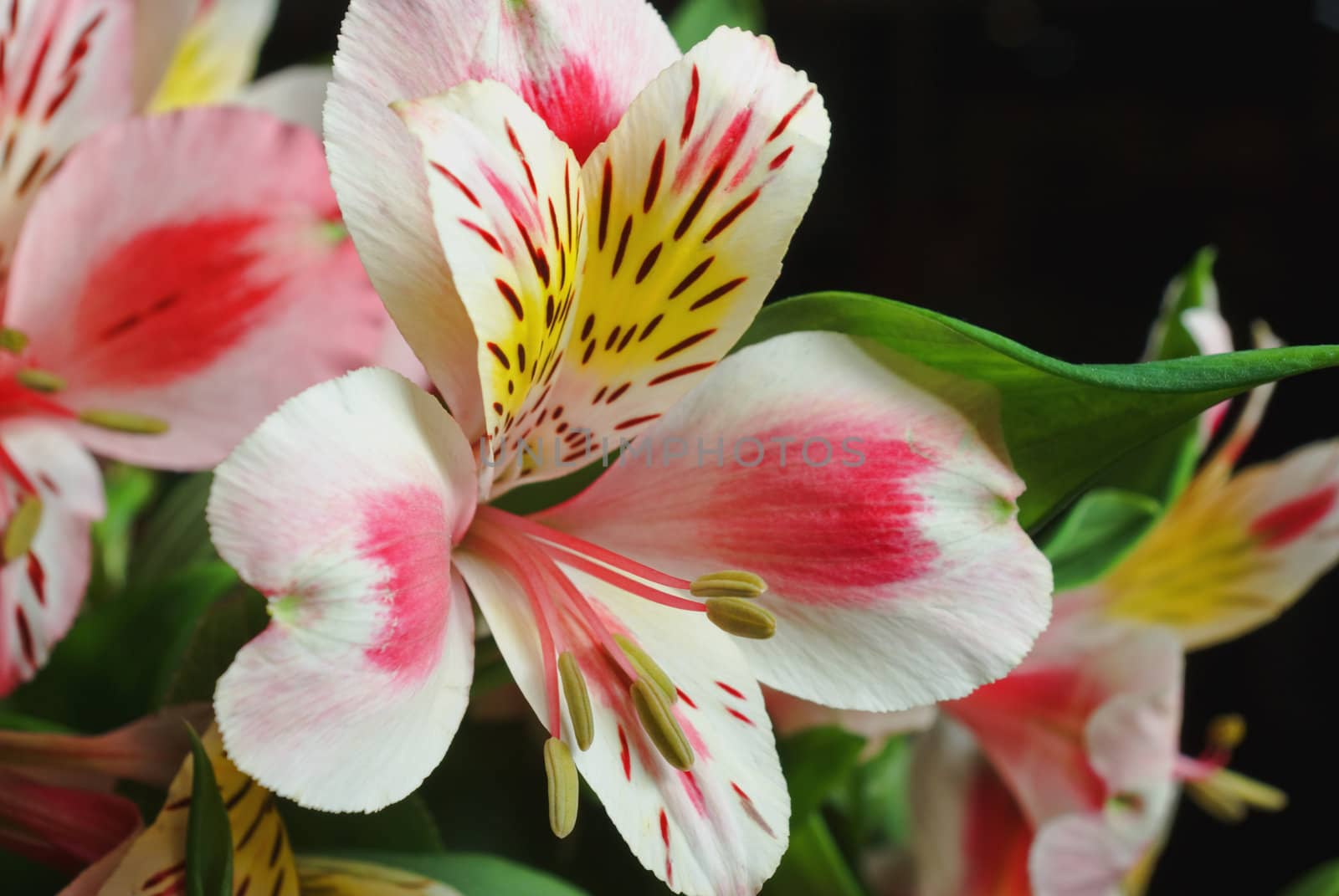 Large bloom in a large lily bouquet