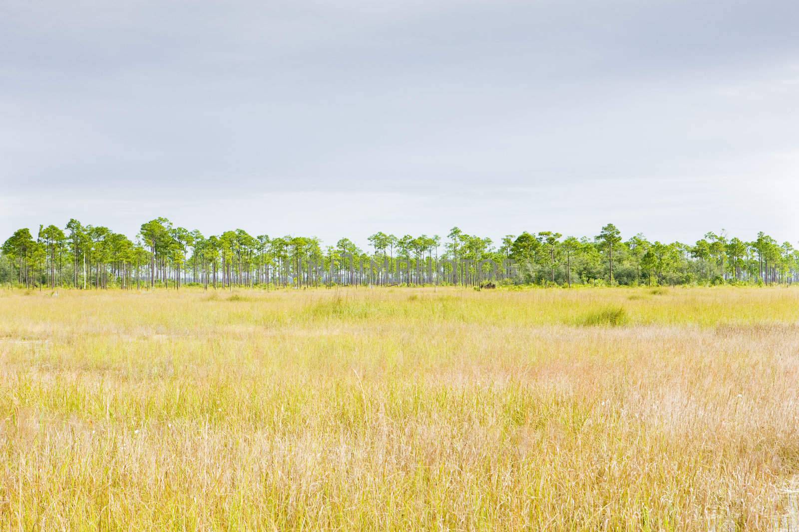 Everglades National Park, Florida, USA