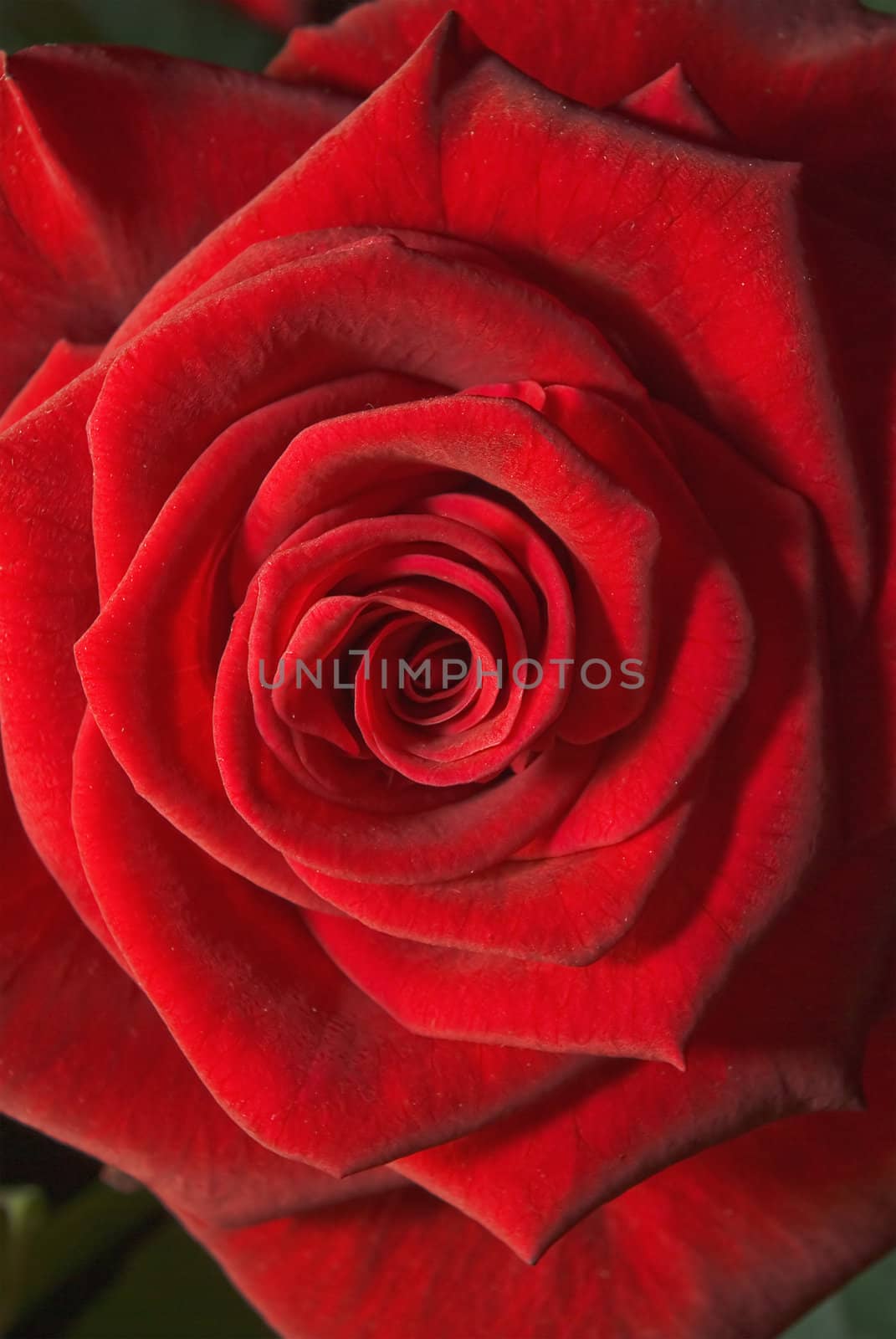 Red rose close up shot