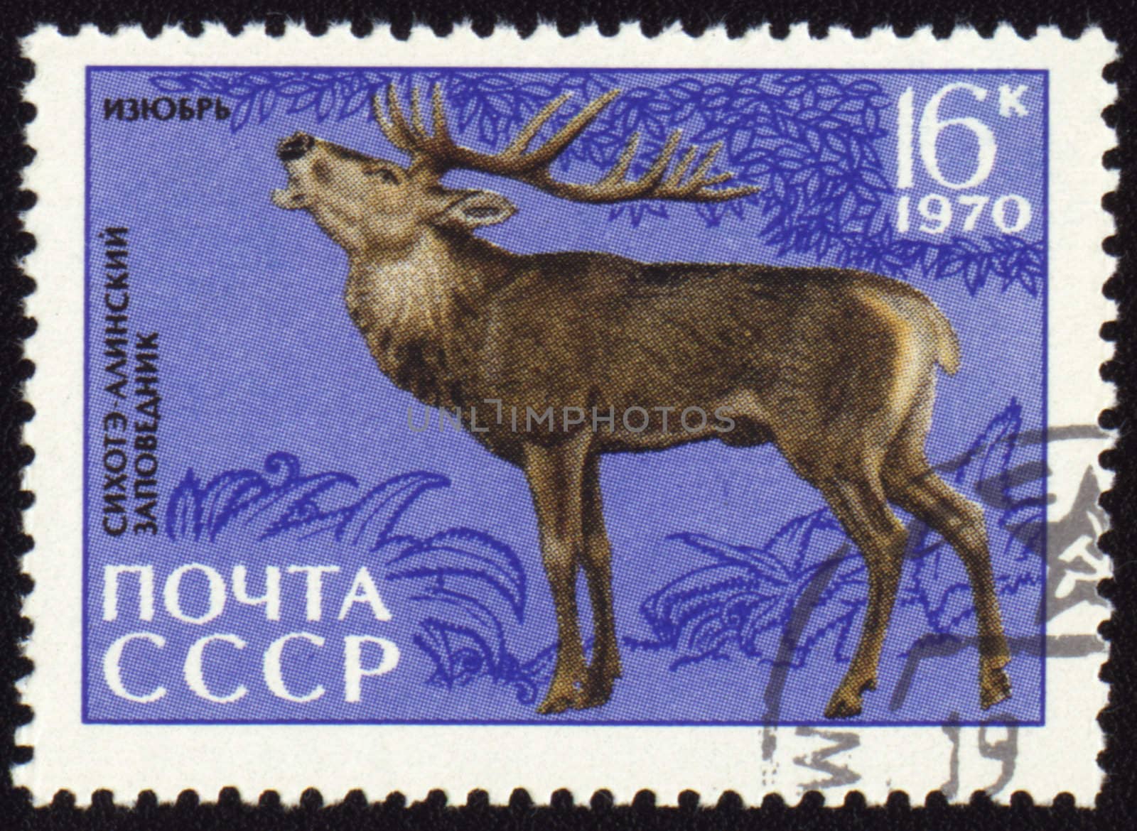 USSR - CIRCA 1970: post stamp printed in USSR shows Siberian stag, series Animals from Sikhote-Alin Reserve, circa 1970