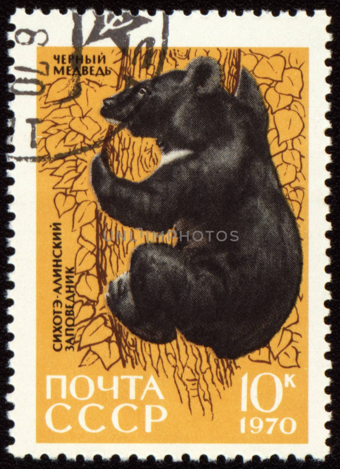 USSR - CIRCA 1970: post stamp printed in USSR shows Black bear on tree, series Animals from Sikhote-Alin Reserve, circa 1970