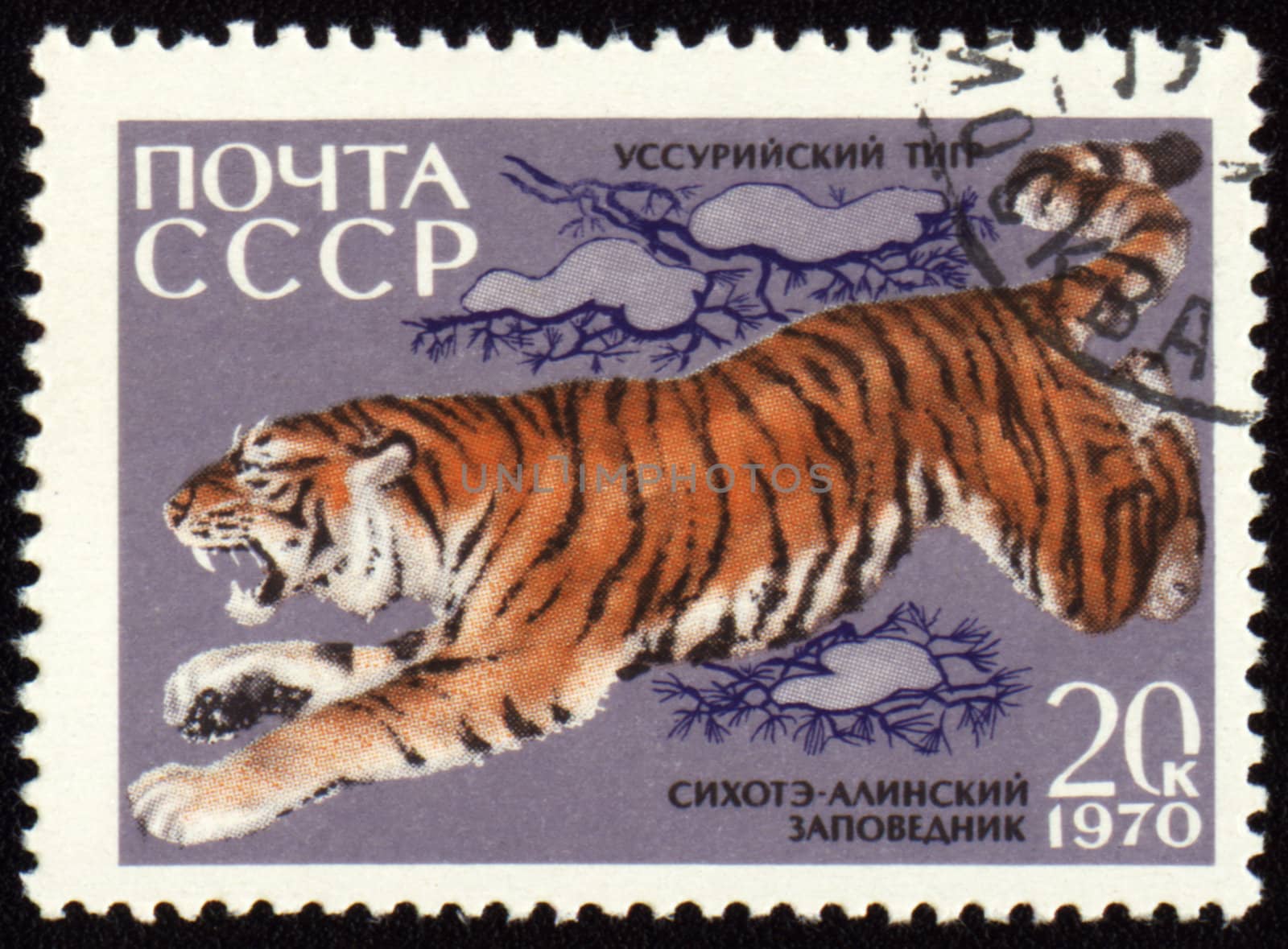USSR - CIRCA 1970: post stamp printed in USSR shows jumping Ussurian Tiger, series Animals from Sikhote-Alin Reserve, circa 1970