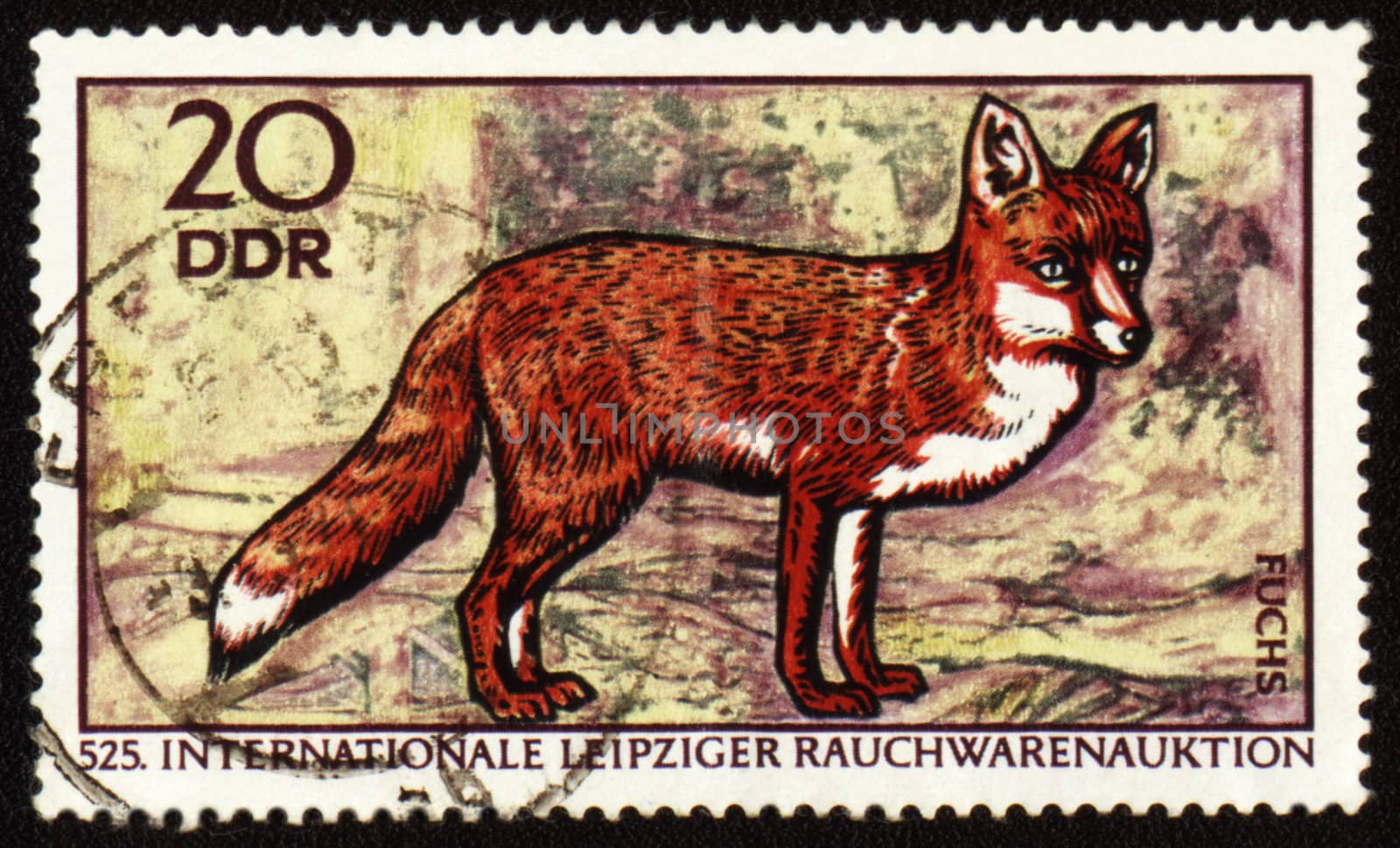 GDR - CIRCA 1970: post stamp printed in GDR (East Germany) shows red fox, series Wild animals, circa 1970