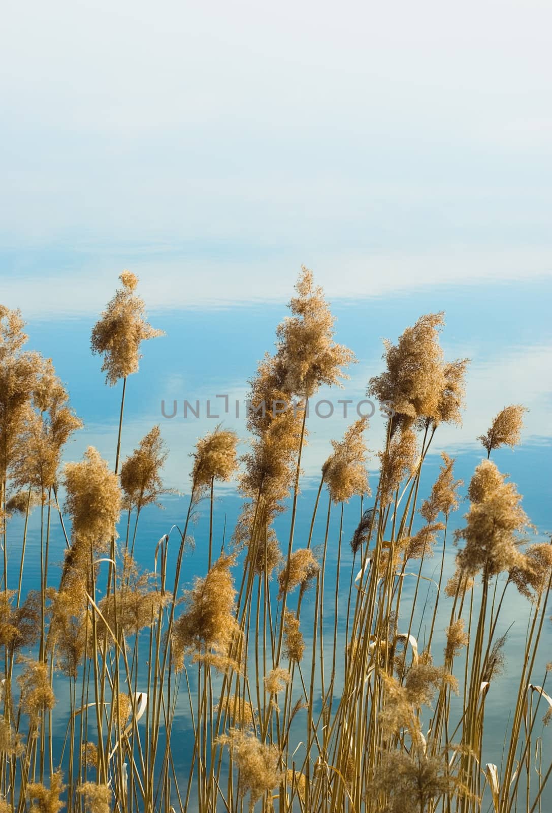 reed thicket in a blue water