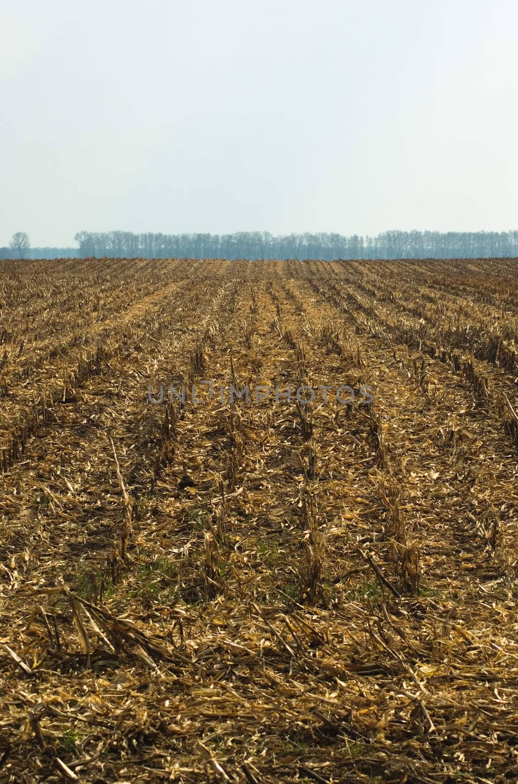 Cutting wheat away lies in the field.