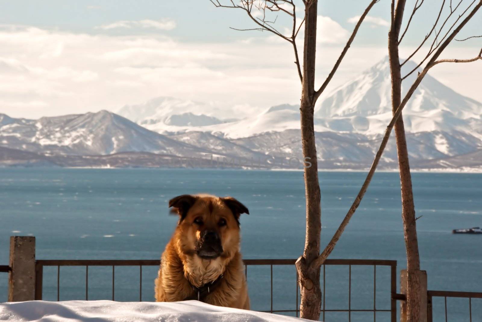 Dog against a beautiful landscape by alena0509