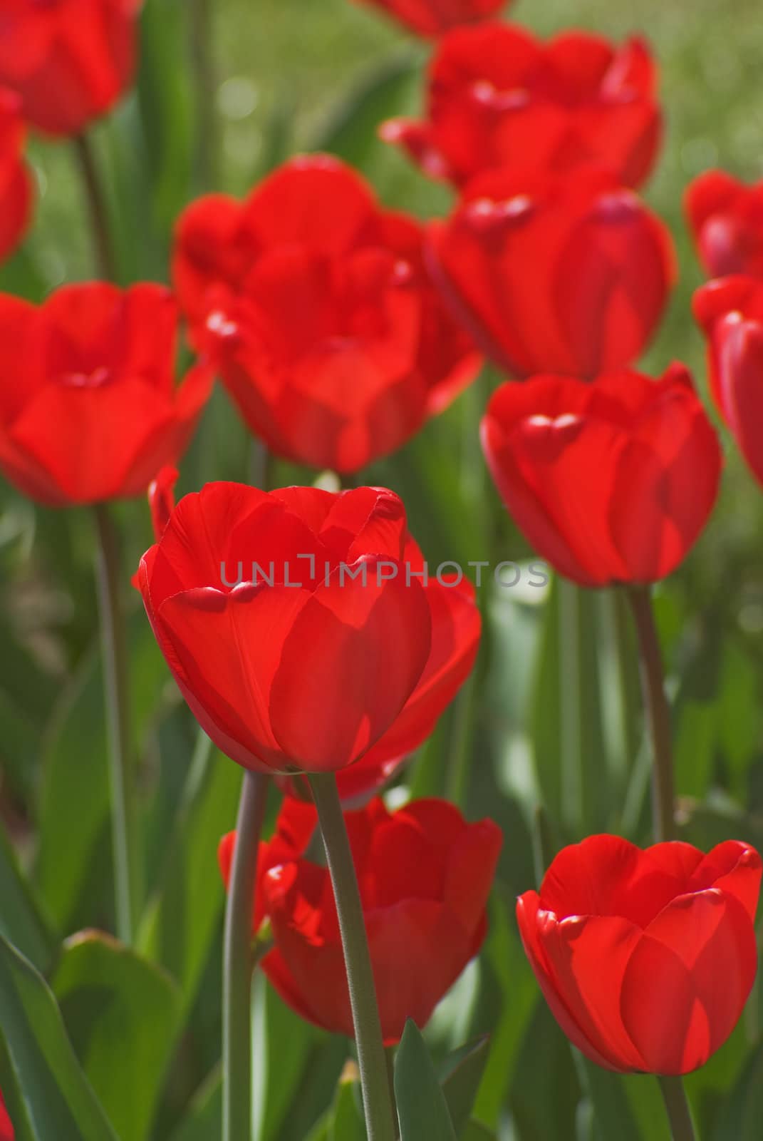 Bouquet of the fresh pink tulips on the green background 