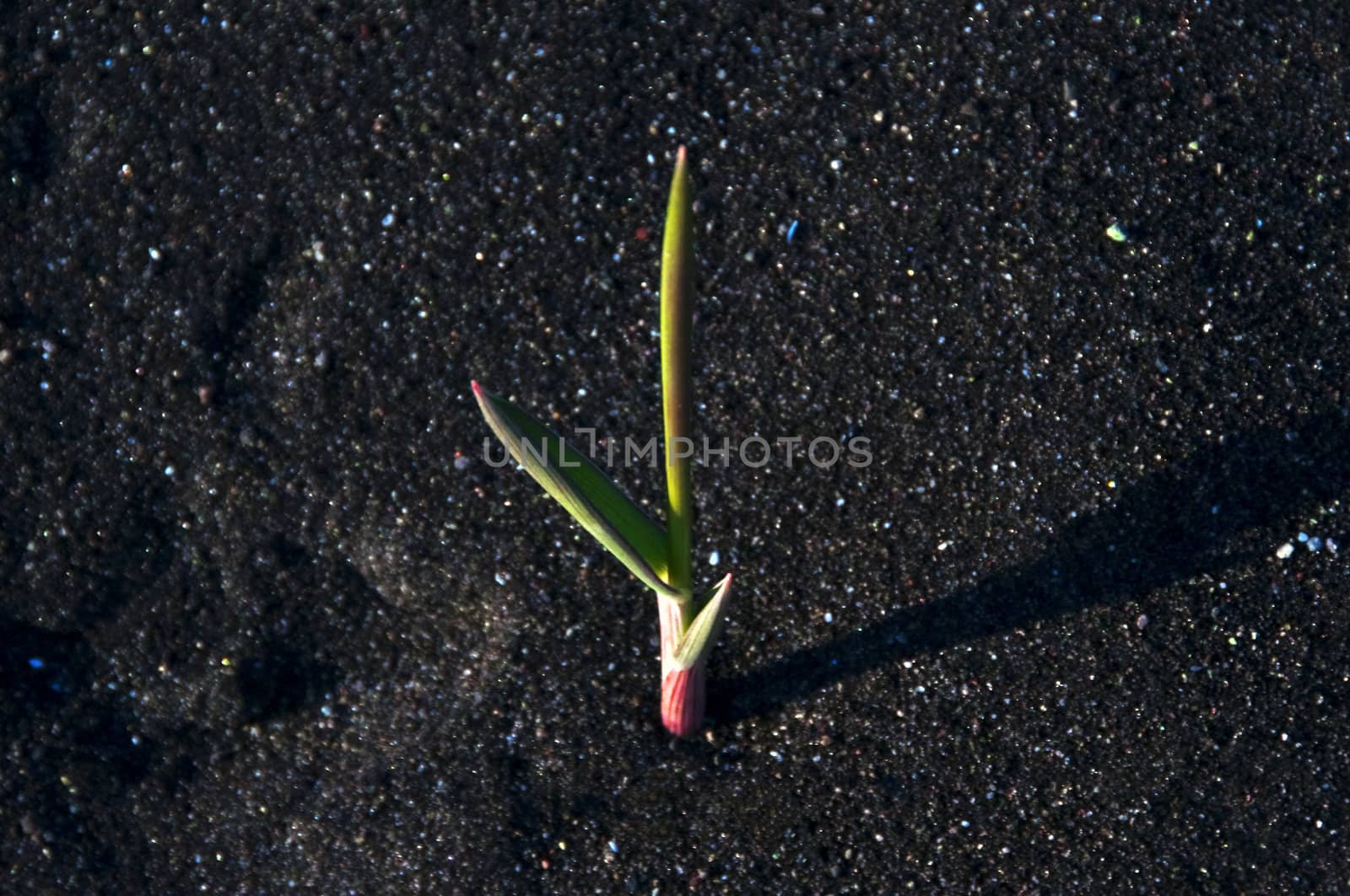 Young young plant growing from dark oceanic sand