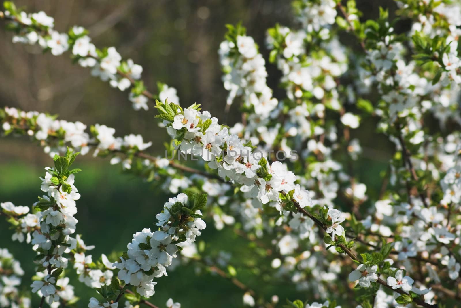 White apricot flowers with green background