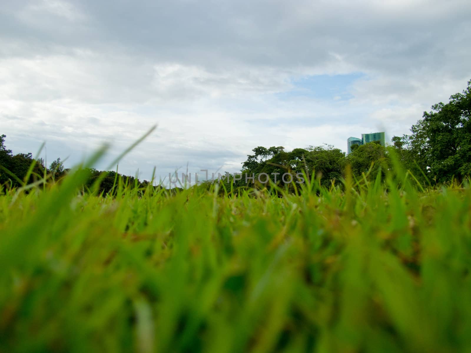 Close up grass in the park.