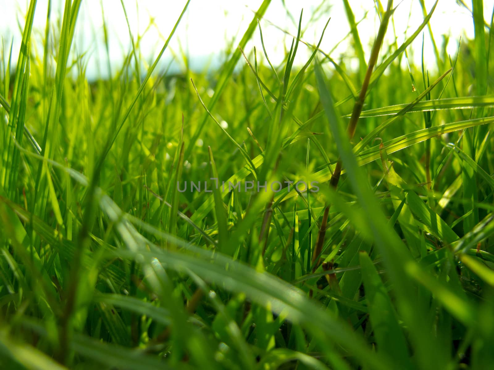 Close up grass in the park.
