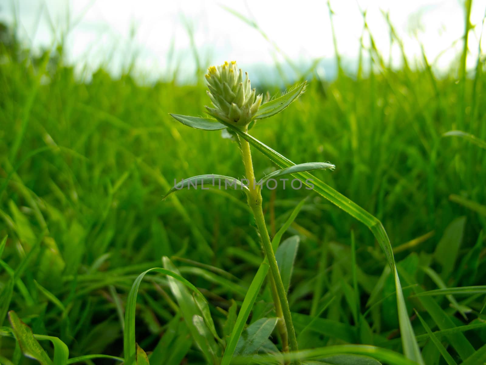 grass by dul_ny