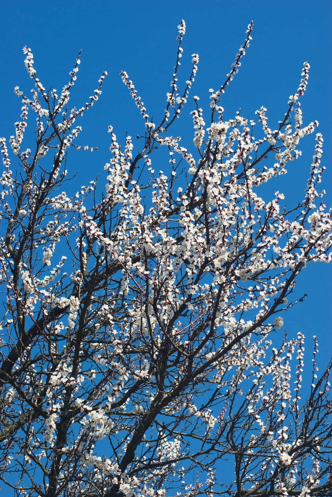 White apricot flowers with blue sky background